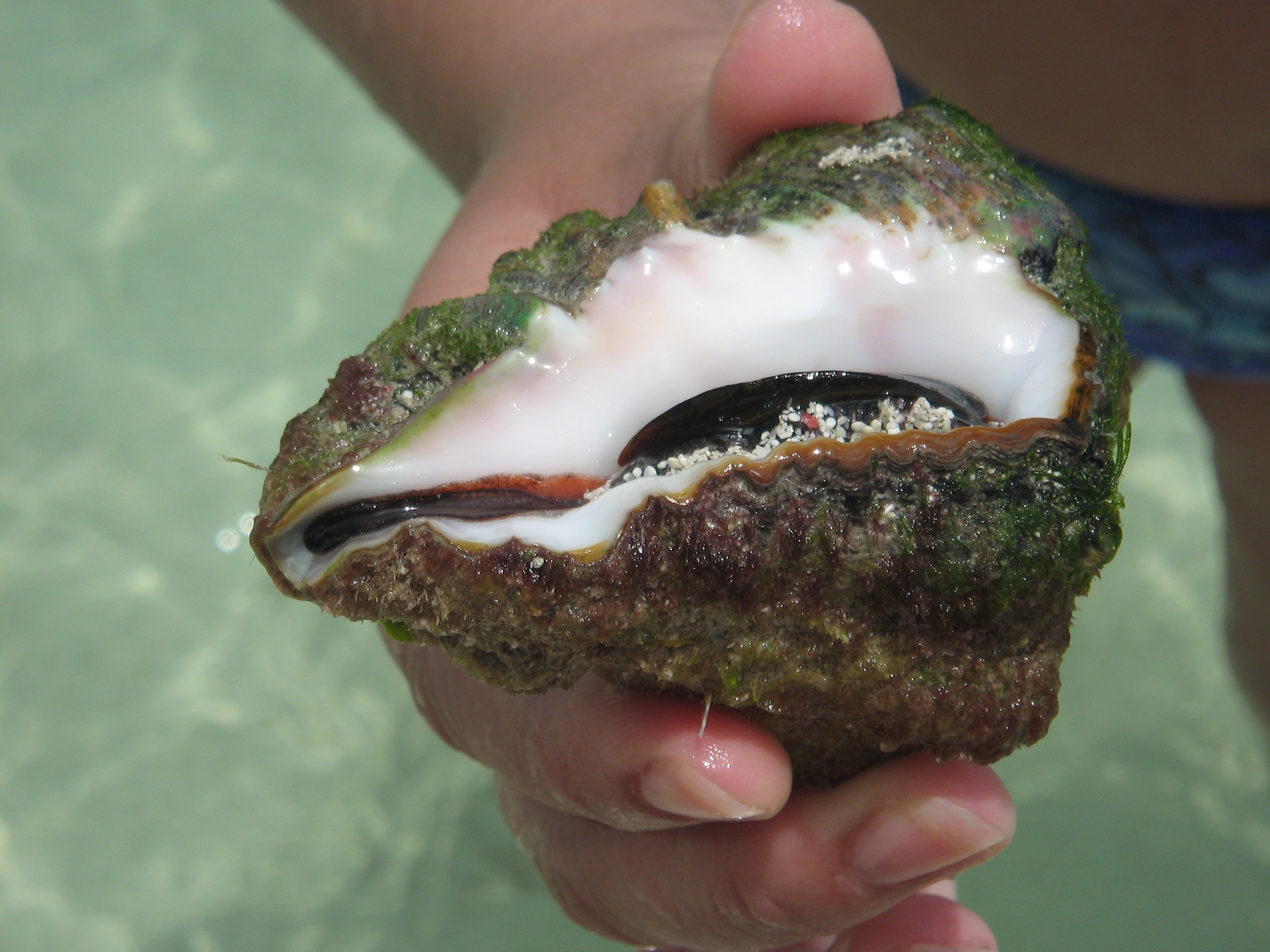 Conch we found at Saona Island