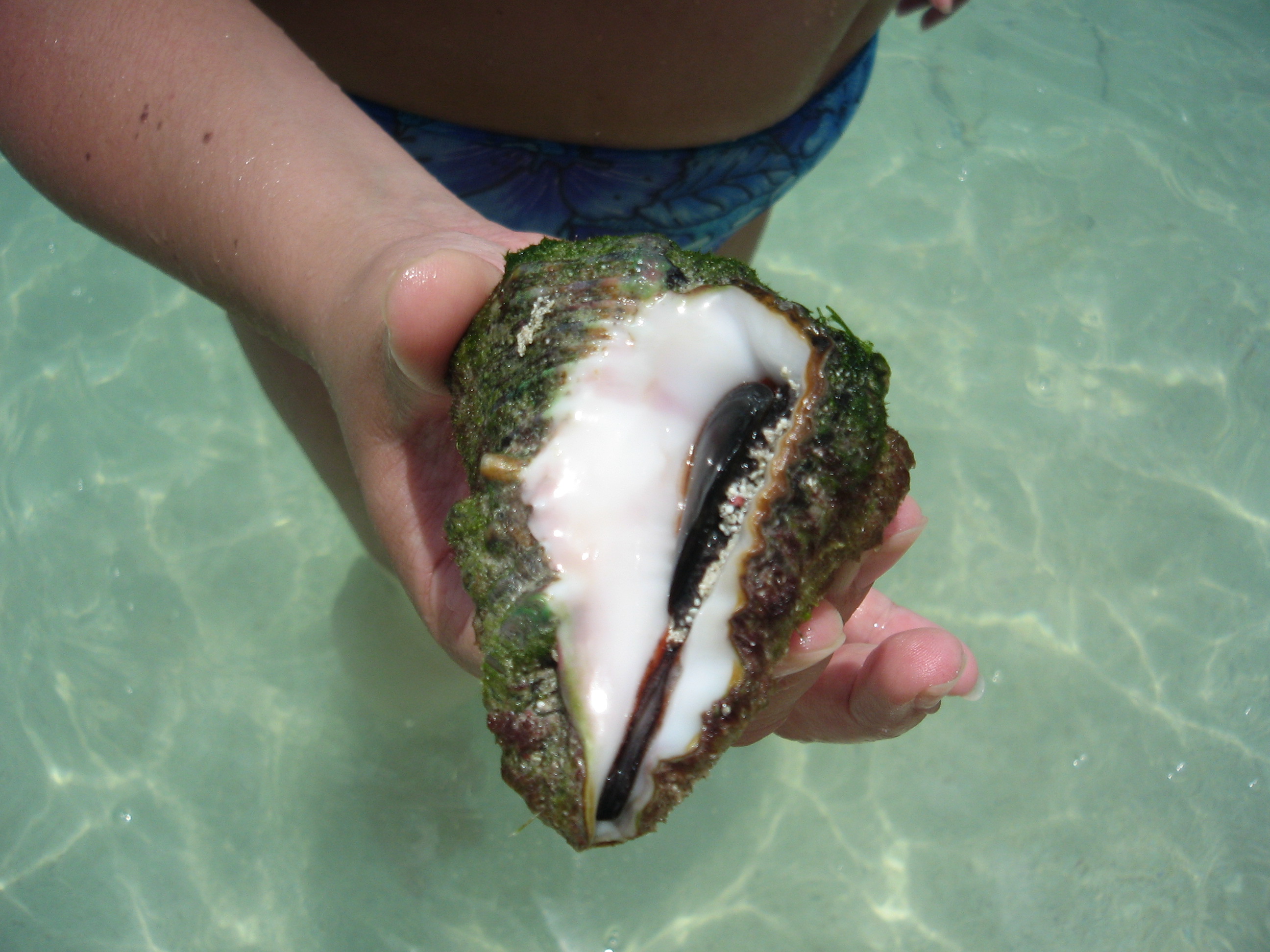 Conch at Saona again