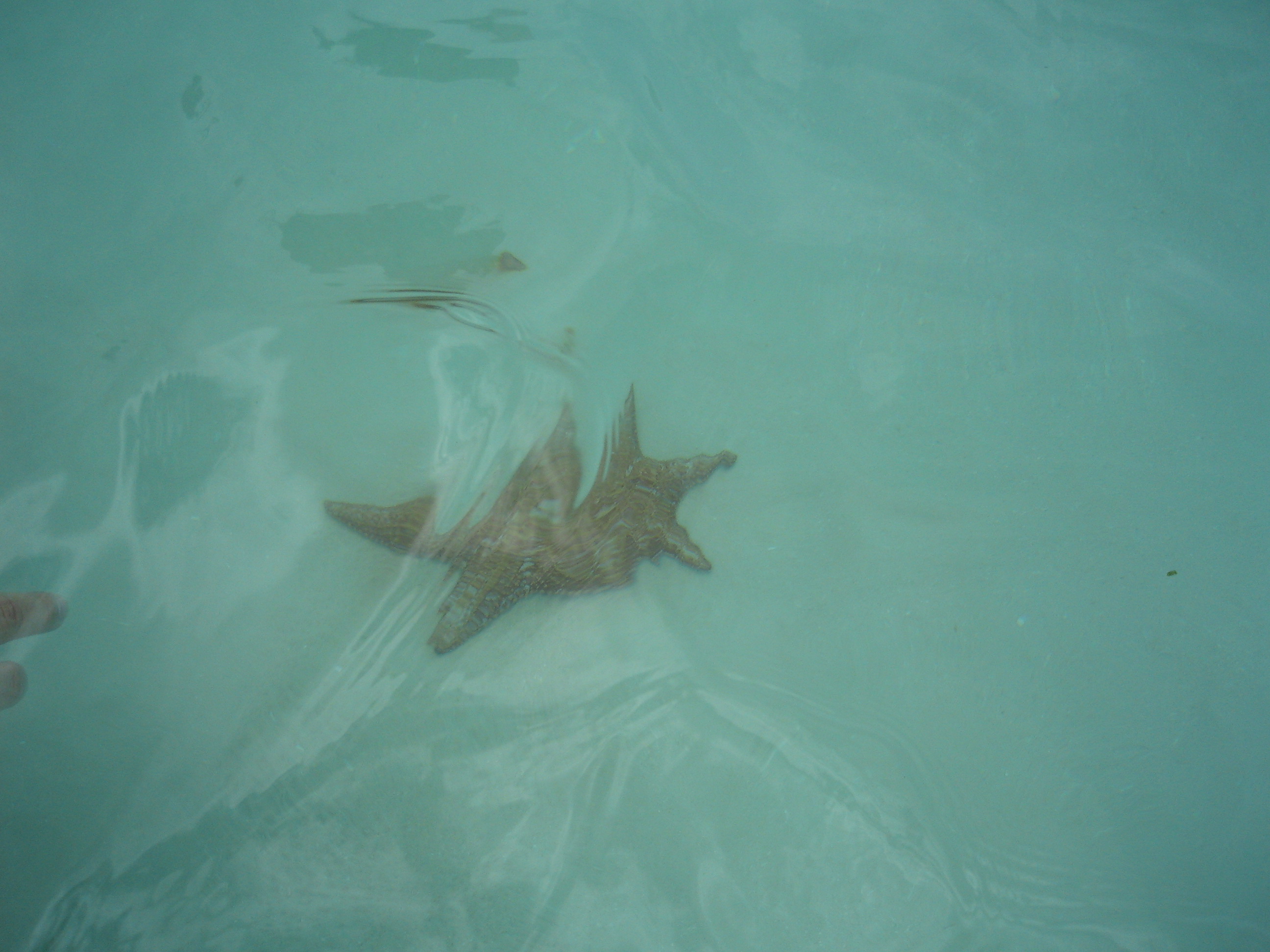 Starfish in the natural swimming pool