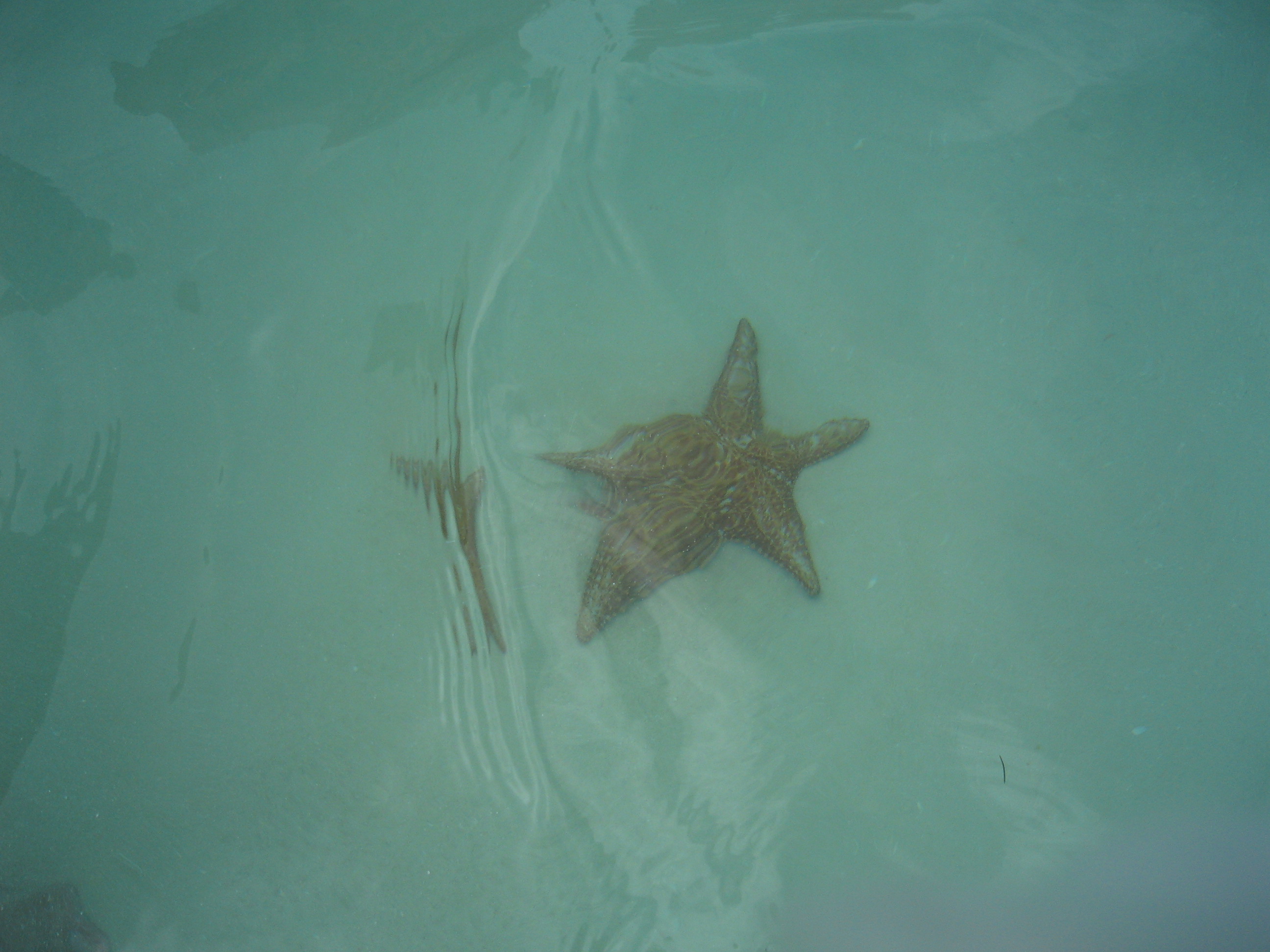 Starfish in the natural swimming pool