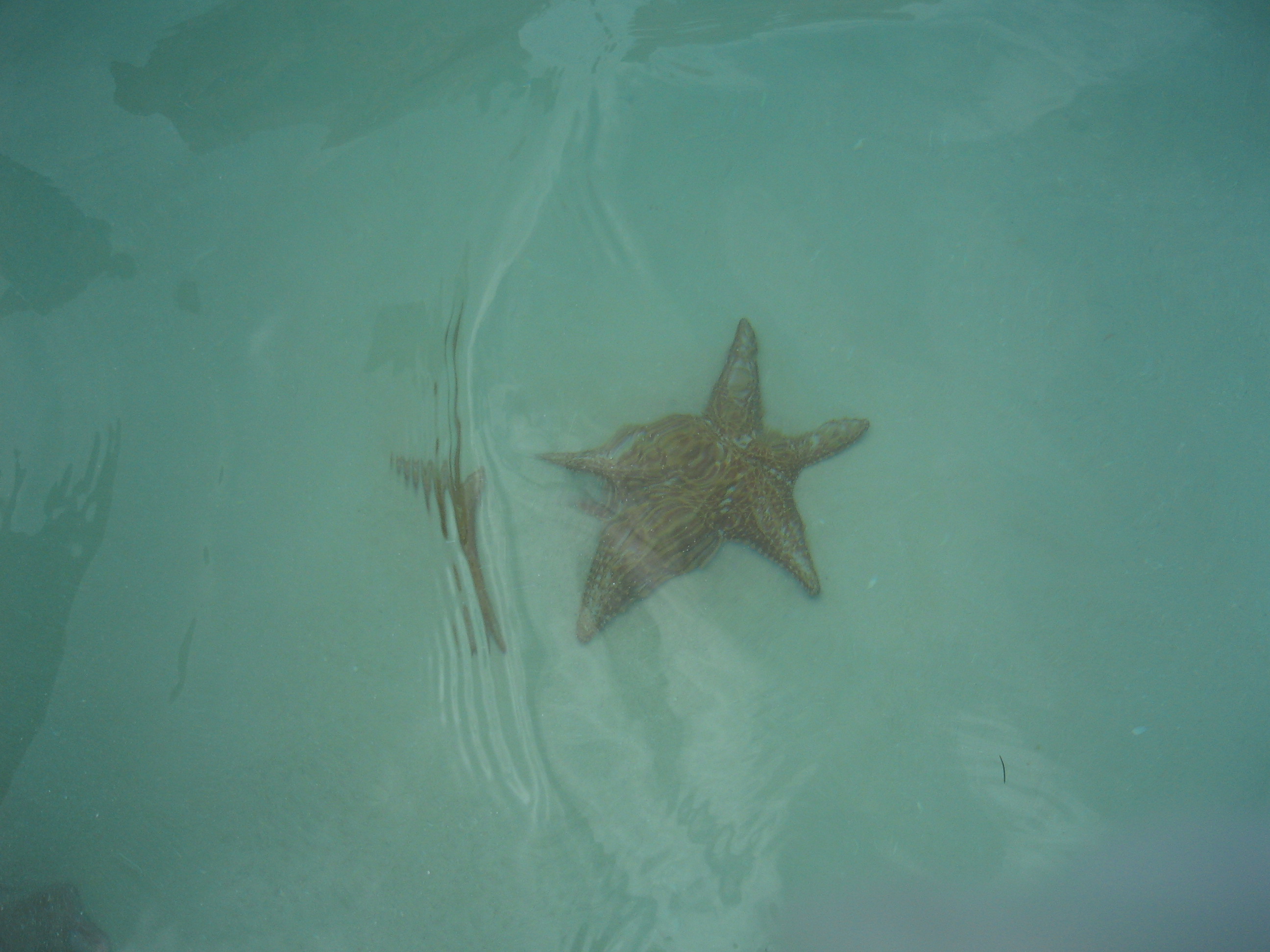 Starfish in the natural swimming pool