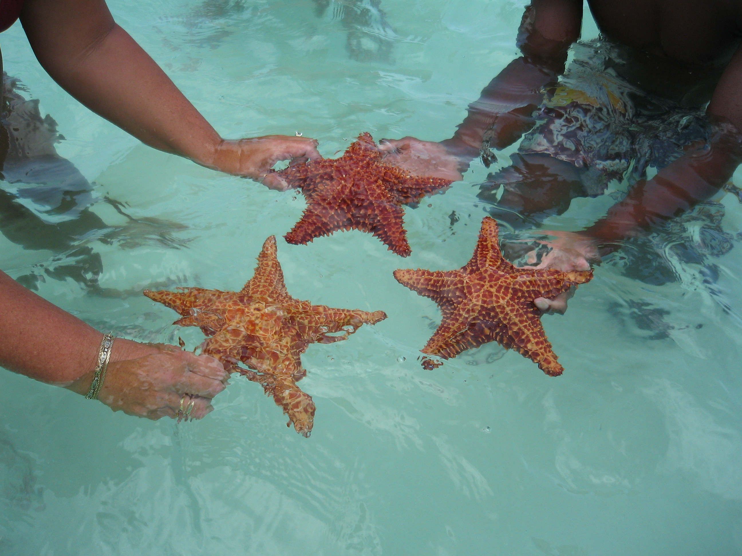 3 starfish from the natural swimming pool