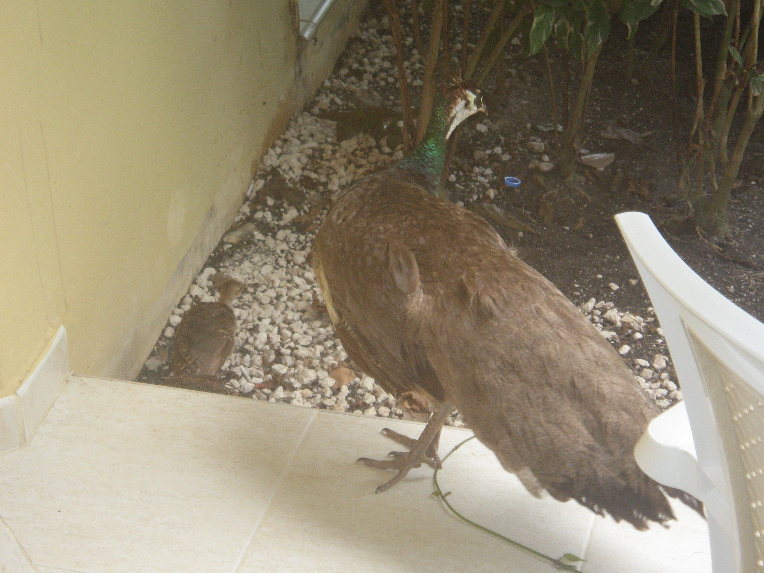 peahen with chicks