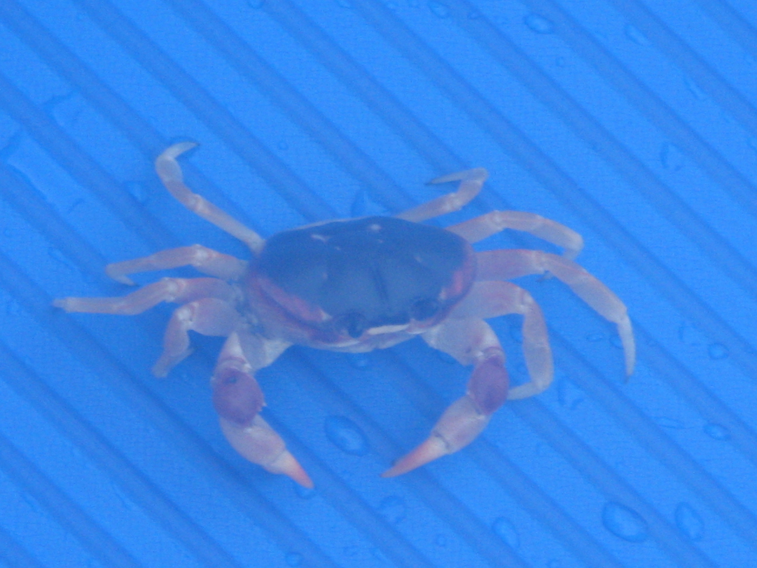 closeup of steve on a swim mat