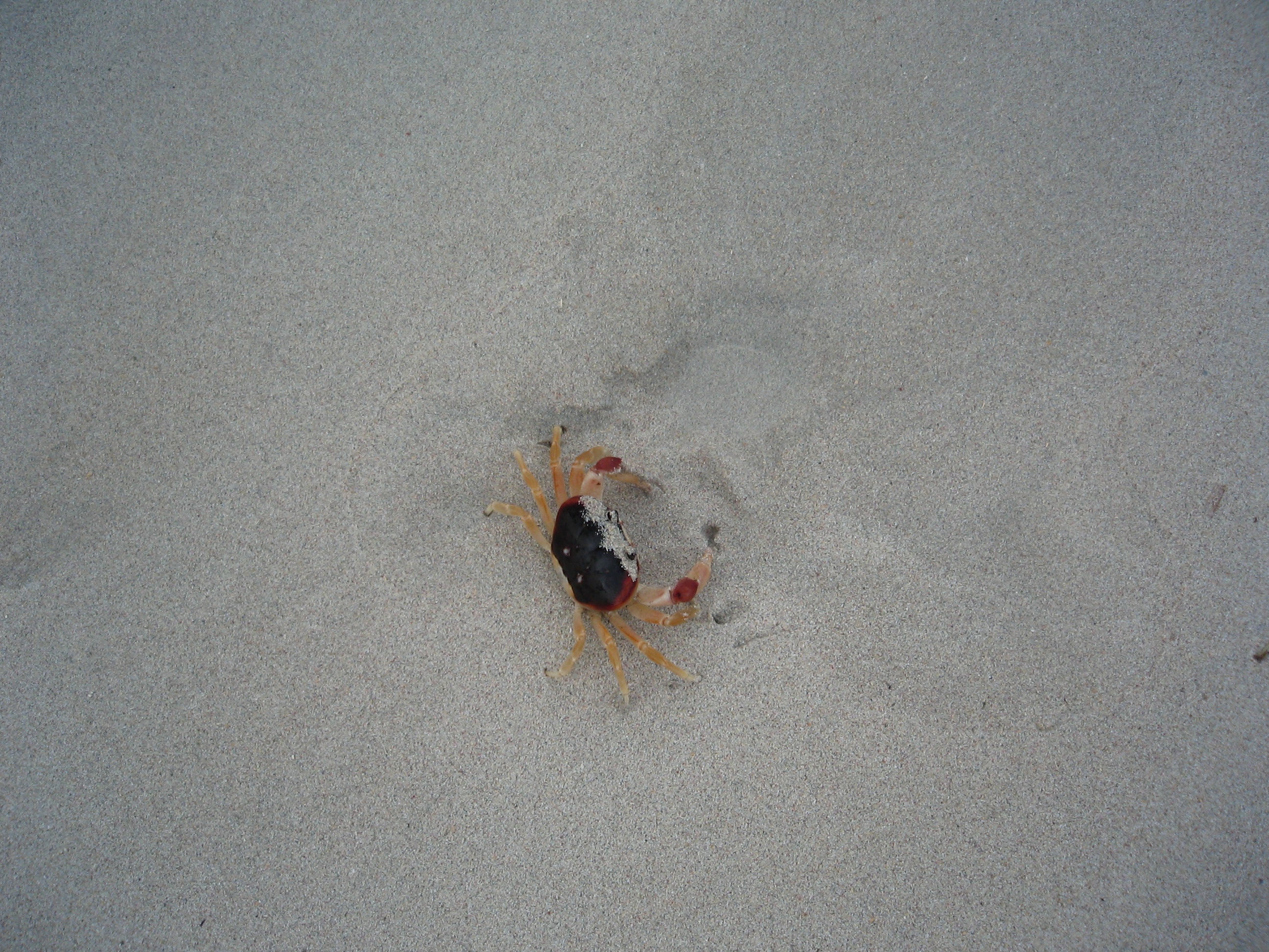 Steve on the Beach