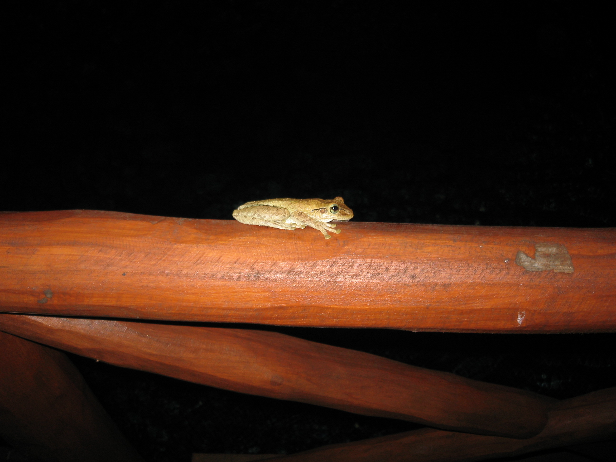 frog on the bridge railing
