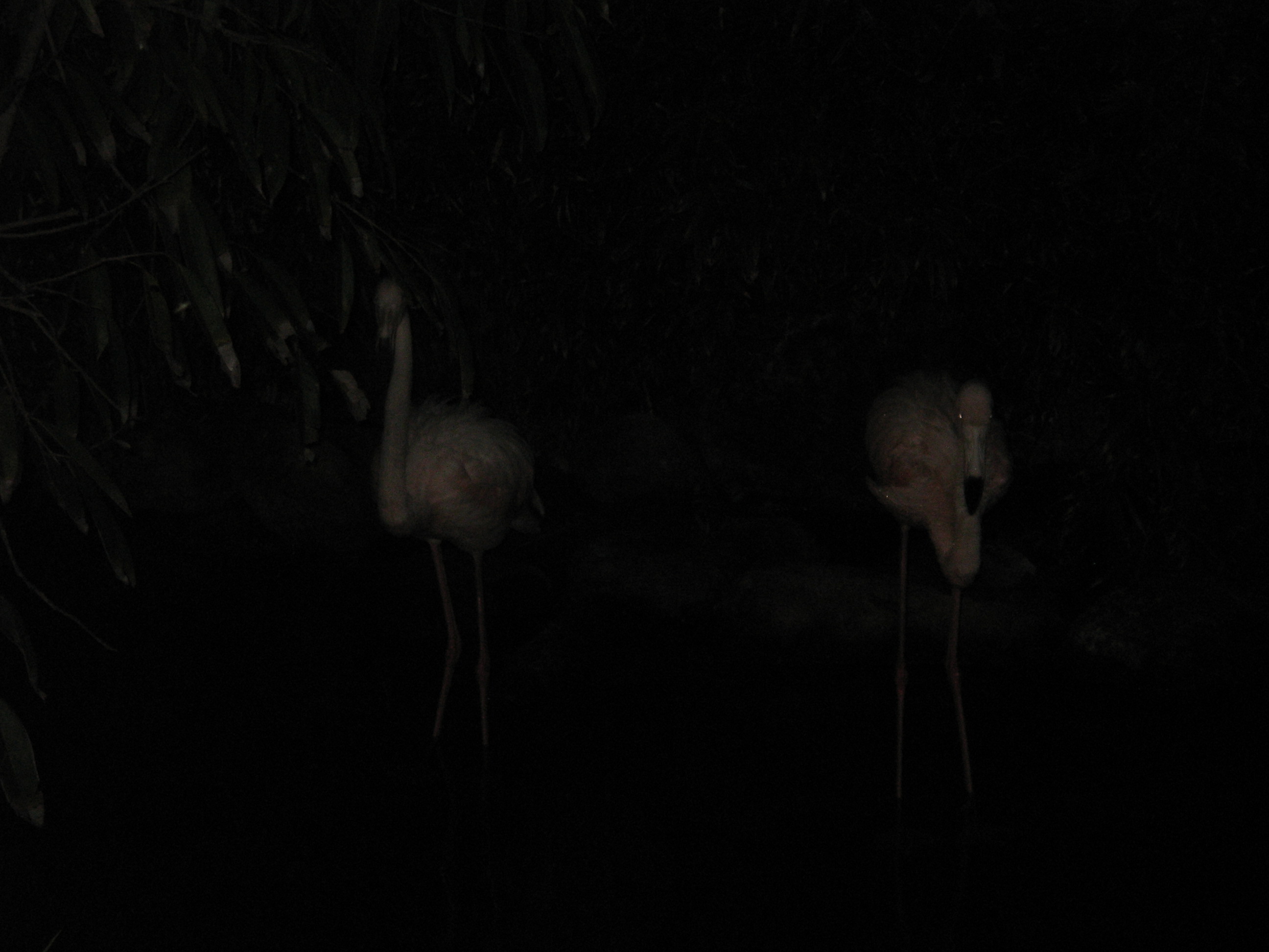 flamingos at night