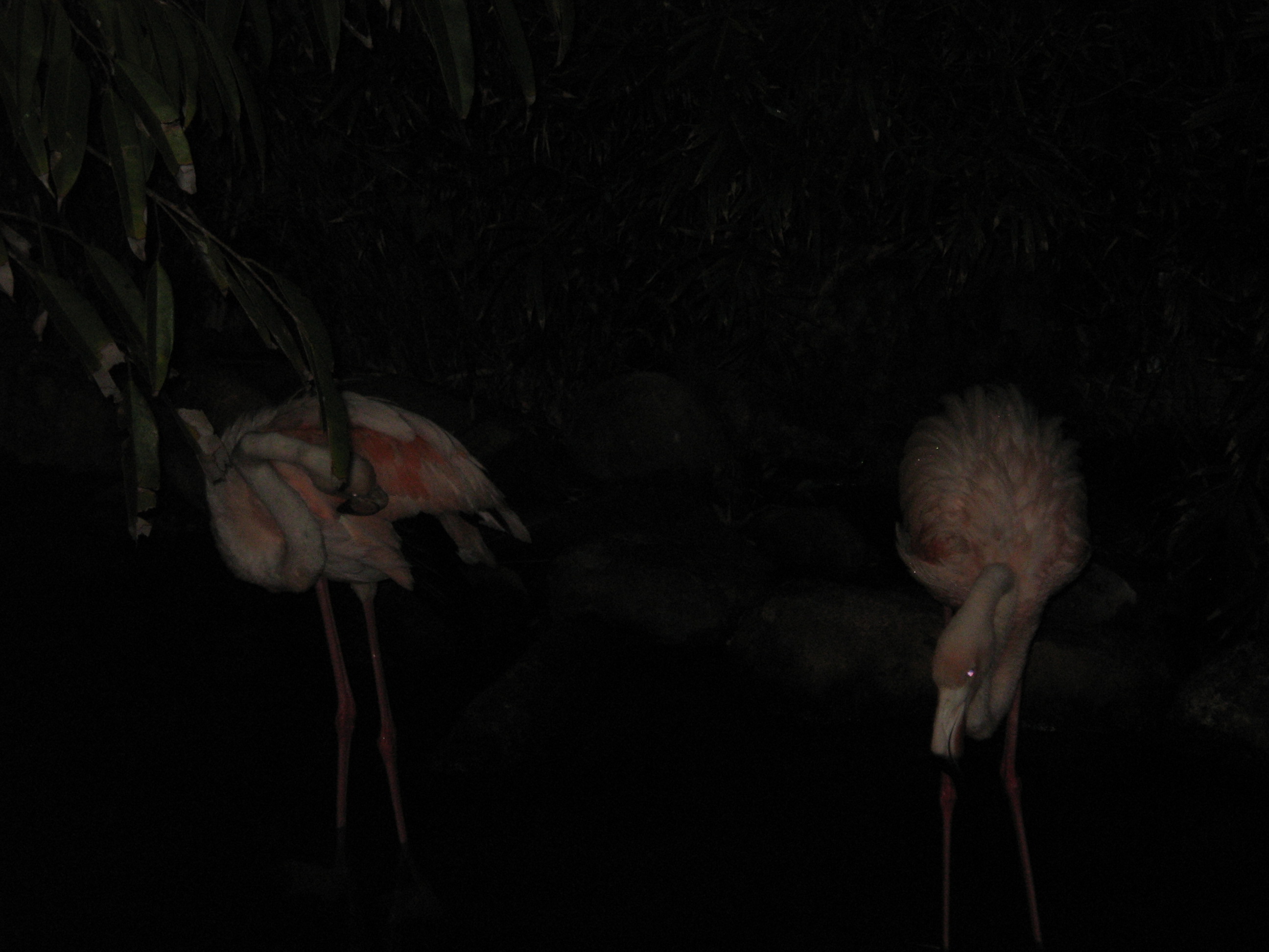 flamingos at night