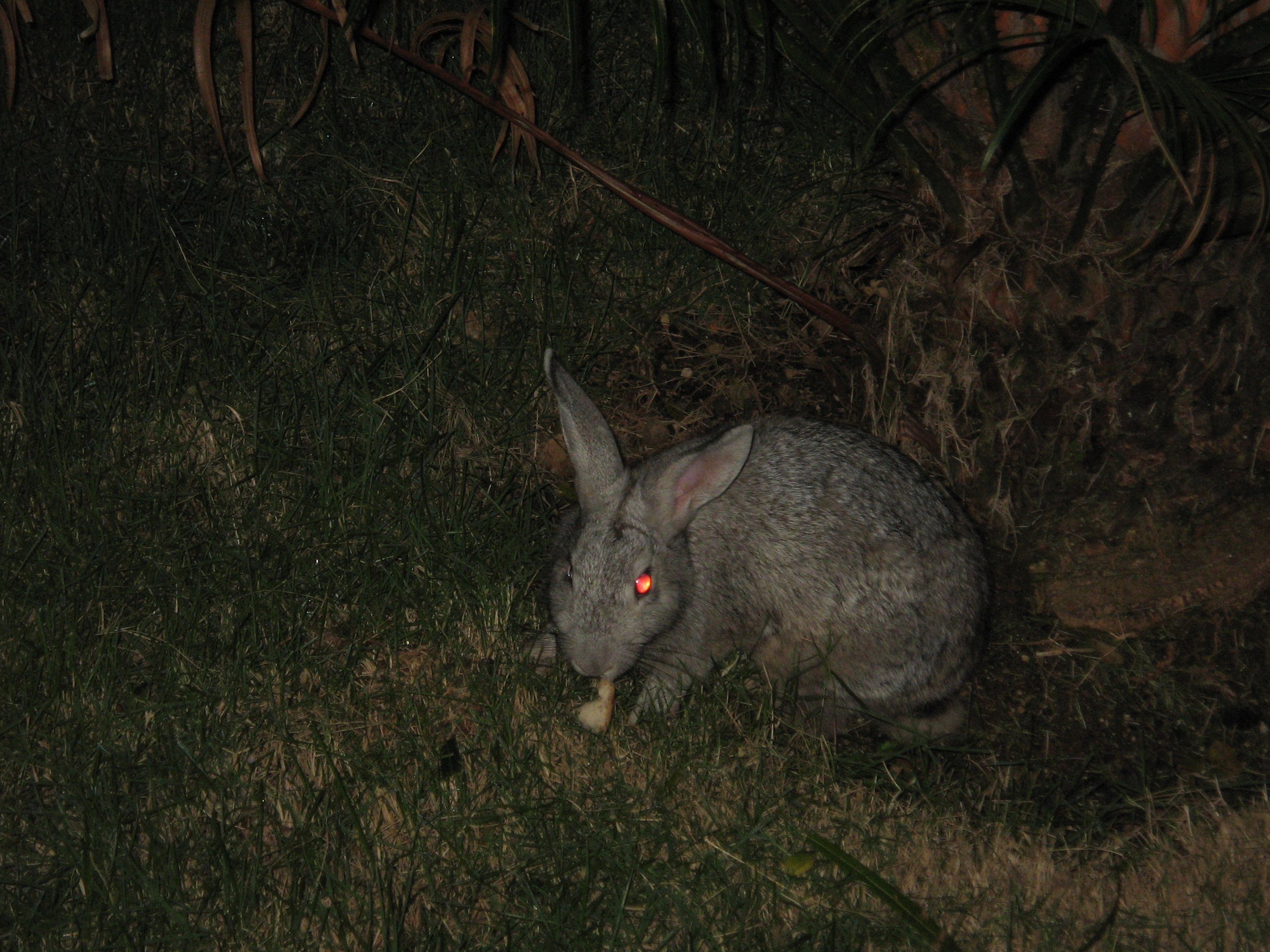 devil bunny